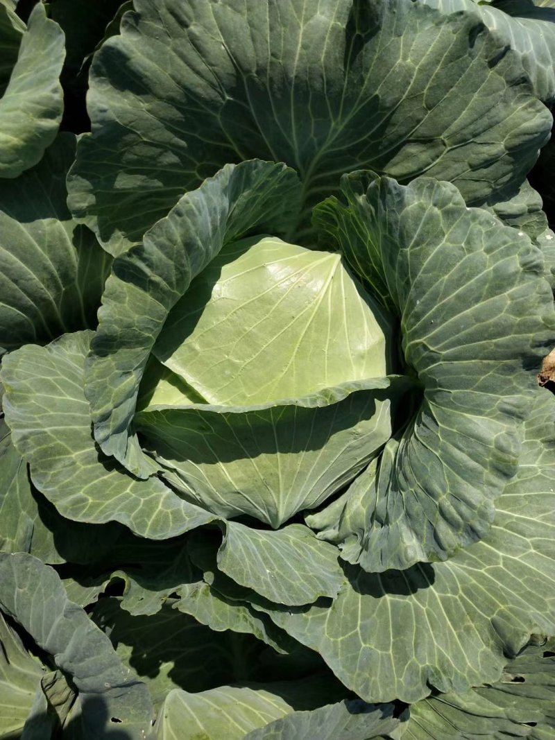 京丰一号扁包菜
