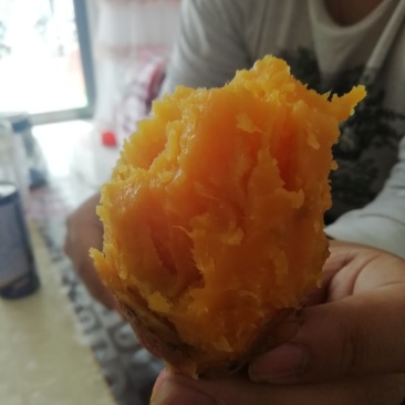 龙薯九号，烟25都有。