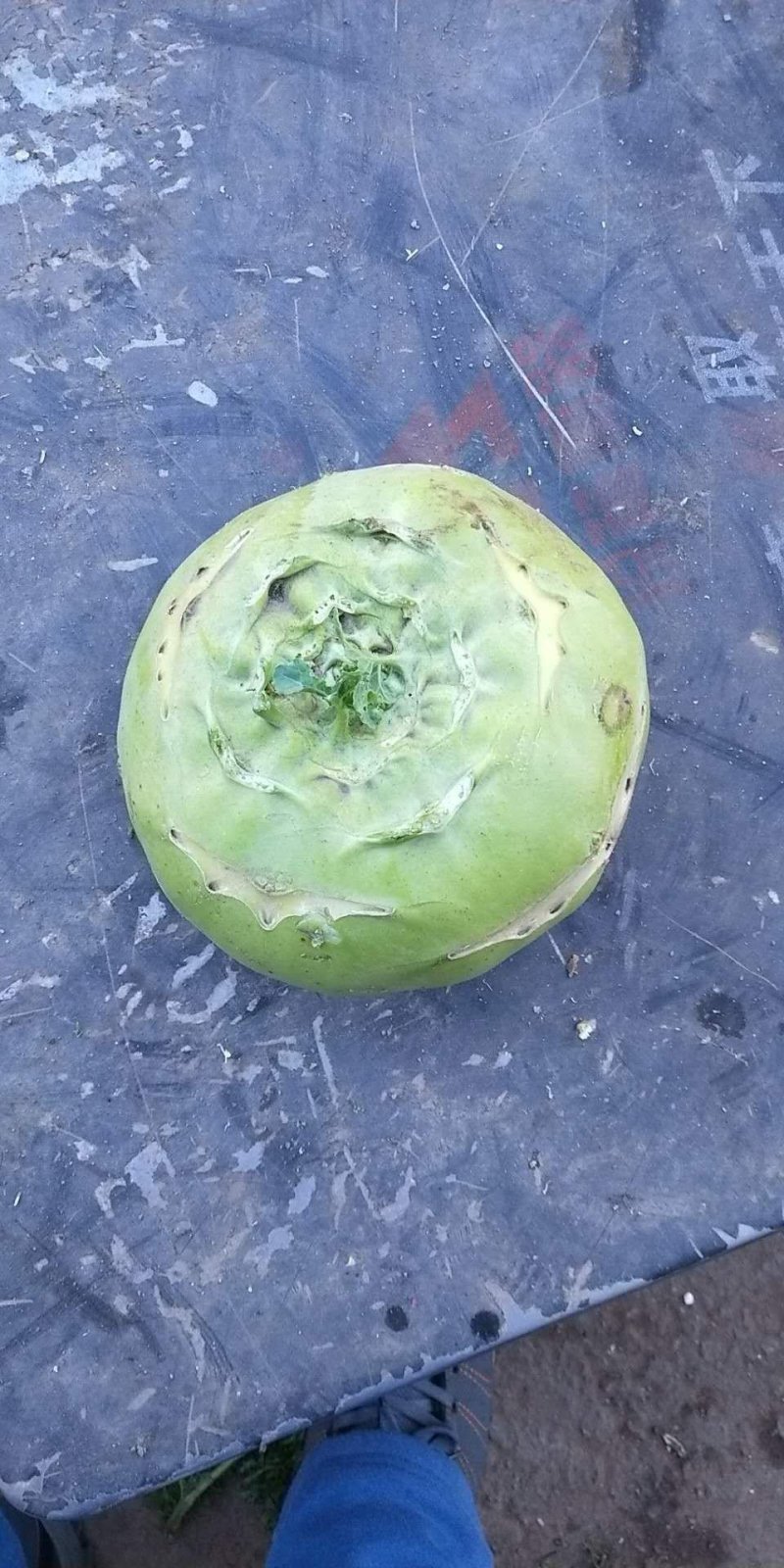 陕北榆林定边泡菜王苤蓝菜大量供应中，欢迎广大客户下单