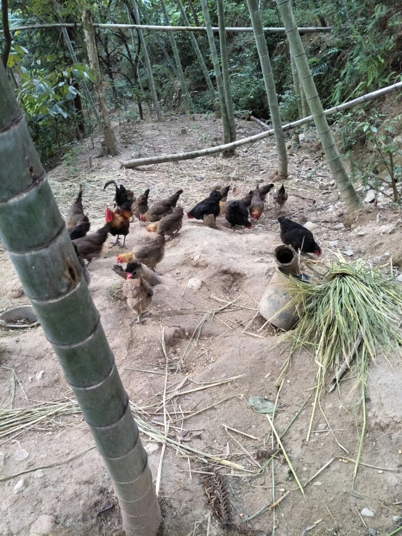 散养竹林鸡