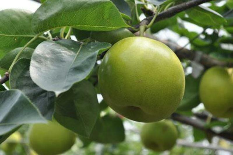 翠玉梨树苗早熟品种色泽好口感脆甜多汁保证品种纯度