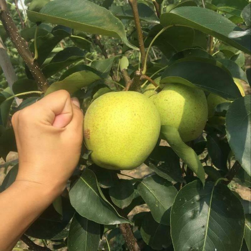 翠玉梨树苗早熟品种色泽好口感脆甜多汁保证品种纯度