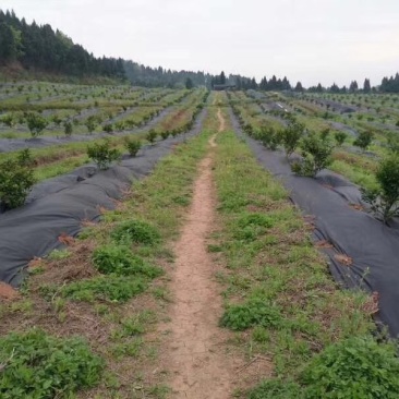 生态除草布，透气，透水，可以降解，欢迎进店联系