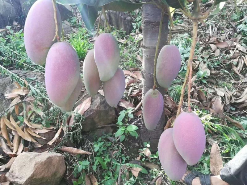 自己家种的芒果，欢迎您来享用