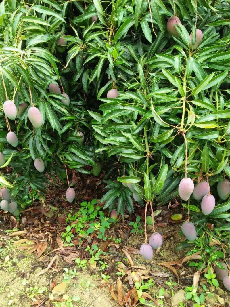 芒果