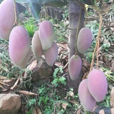 芒果