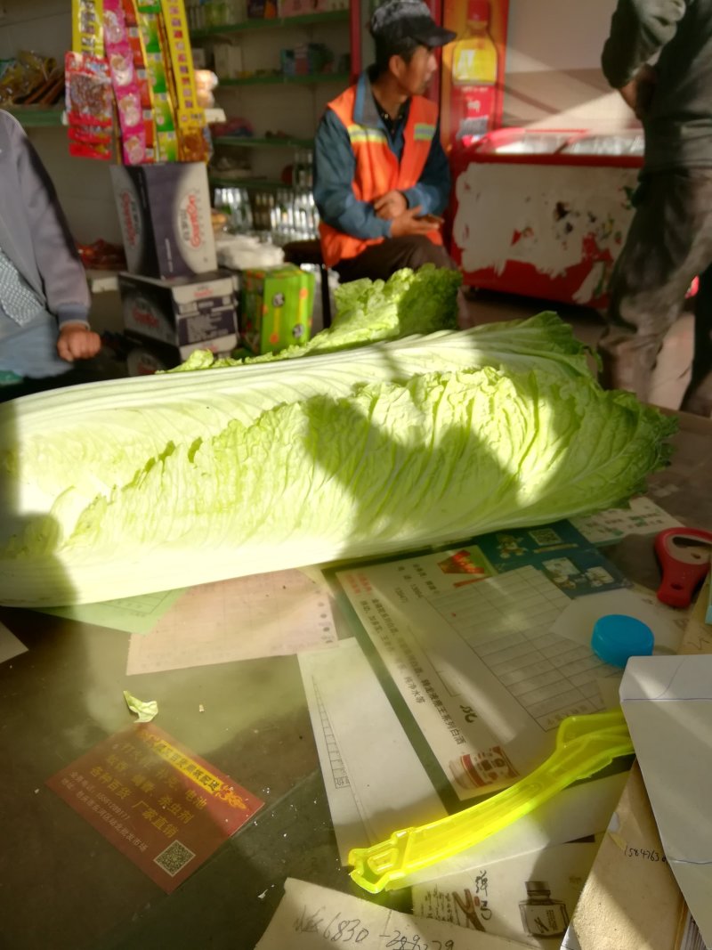 青麻叶和刨头白