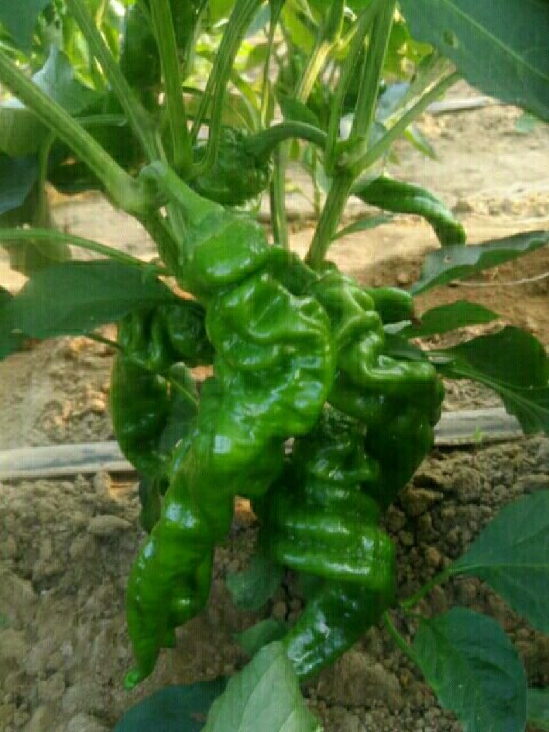 螺丝2.1到2.5.线辣，1.2到1．5