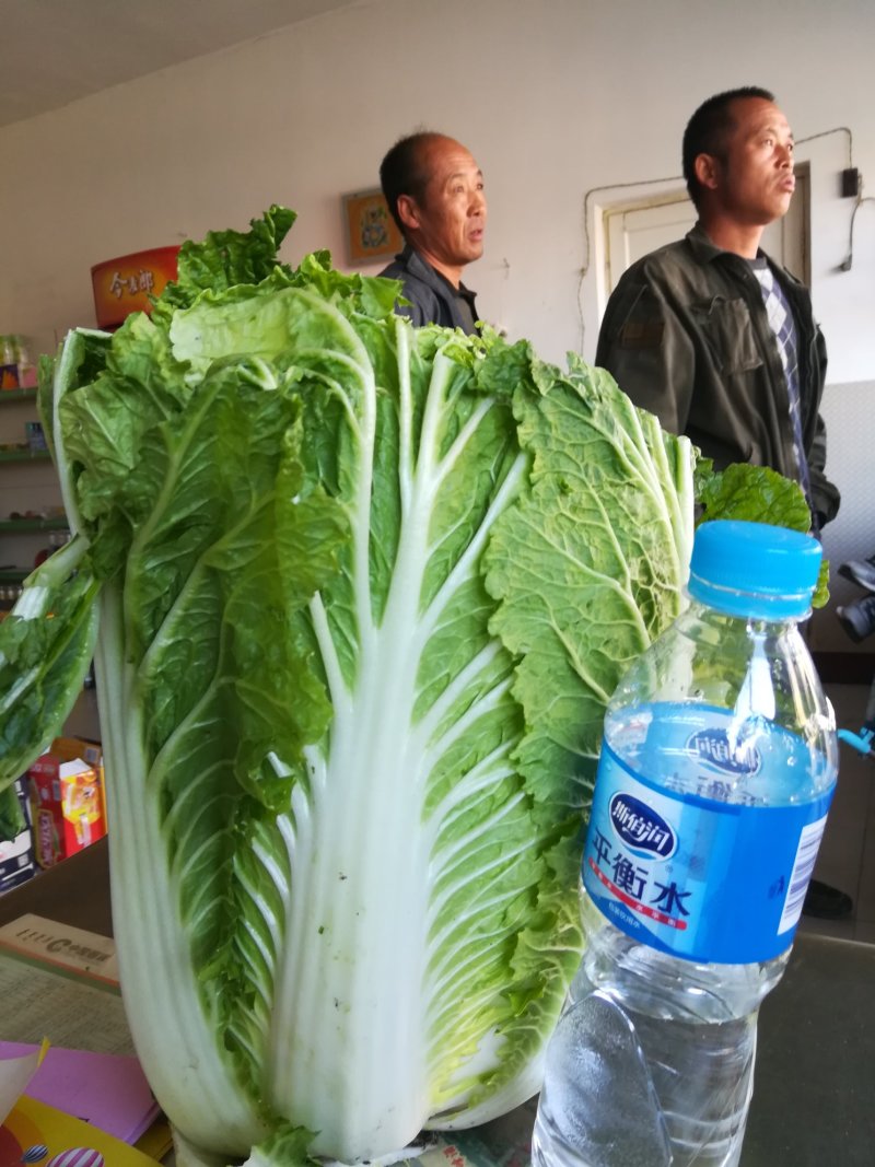 青麻叶和刨头白