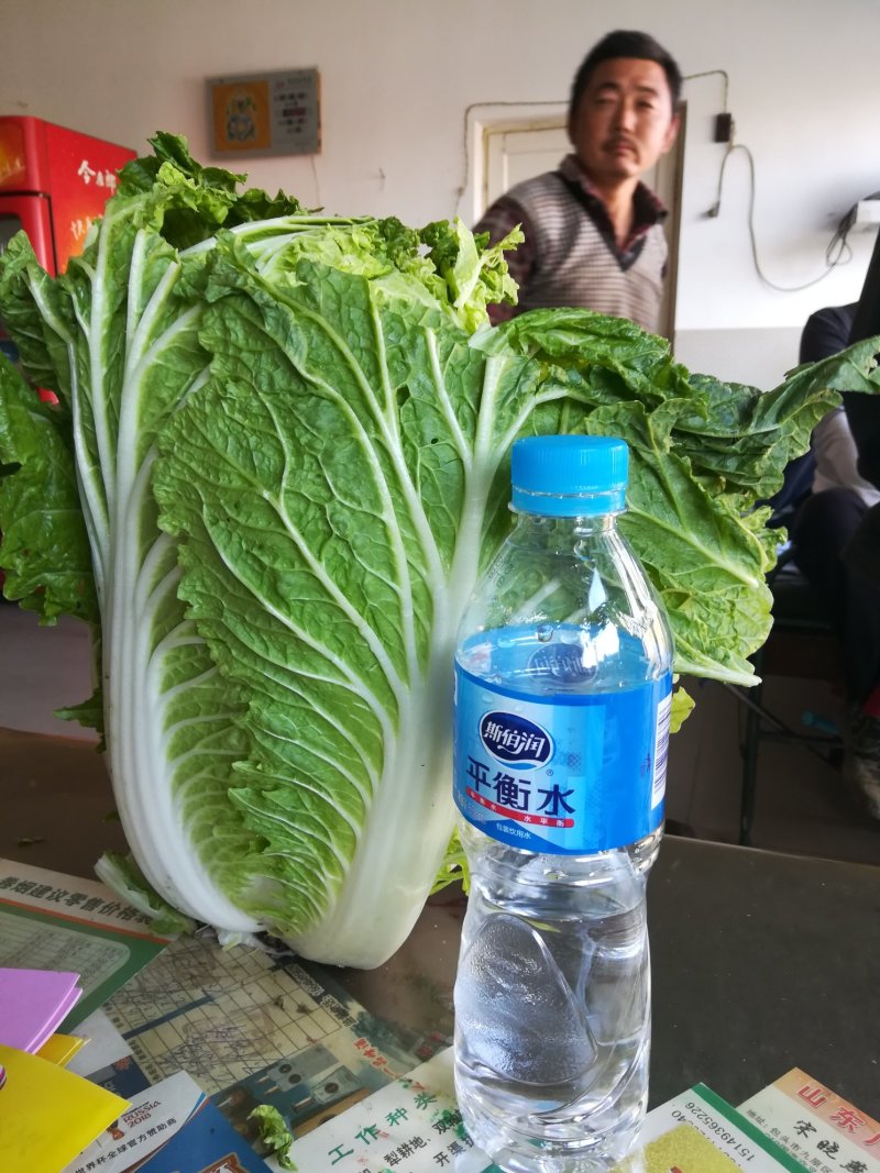 青麻叶和刨头白
