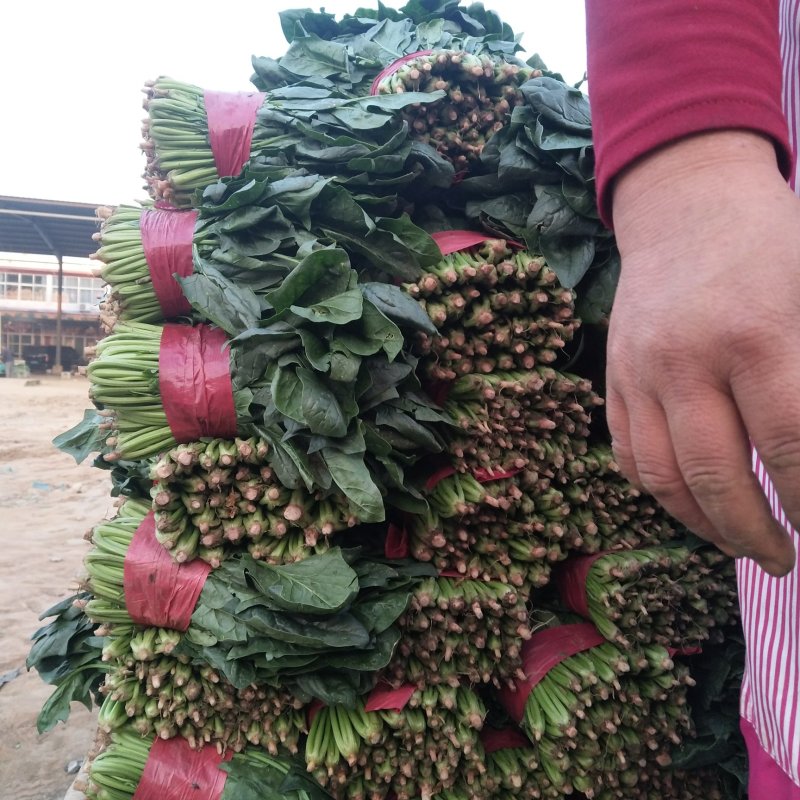 山东大叶菠菜精品菠菜产地批发价格便宜一条龙服务