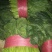 山东大叶菠菜精品菠菜产地批发价格便宜一条龙服务