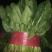 山东大叶菠菜精品菠菜产地批发价格便宜一条龙服务
