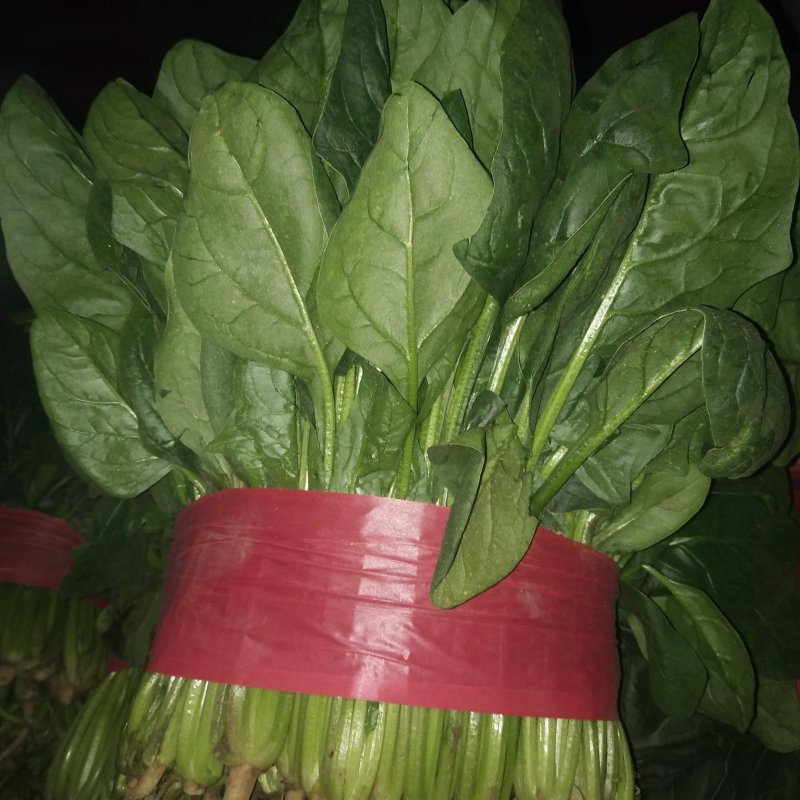 山东大叶菠菜精品菠菜产地批发价格便宜一条龙服务