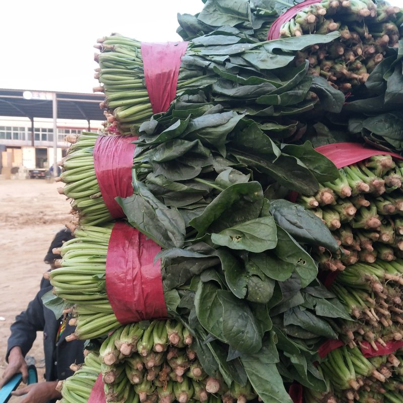 山东大叶菠菜精品菠菜产地批发价格便宜一条龙服务