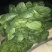 山东大叶菠菜精品菠菜产地批发价格便宜一条龙服务