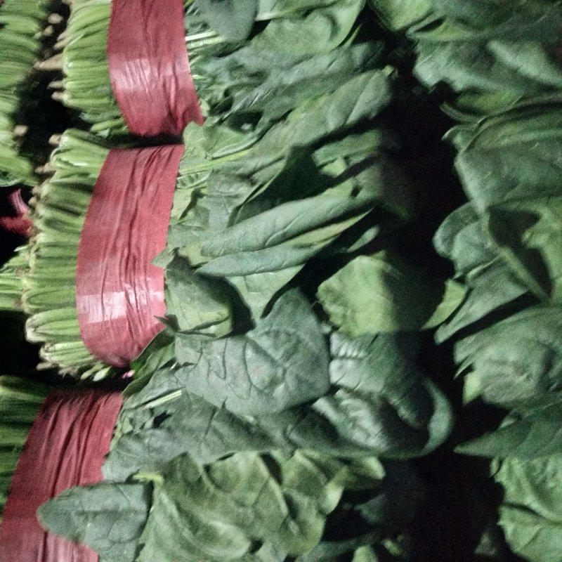山东大叶菠菜精品菠菜产地批发价格便宜一条龙服务
