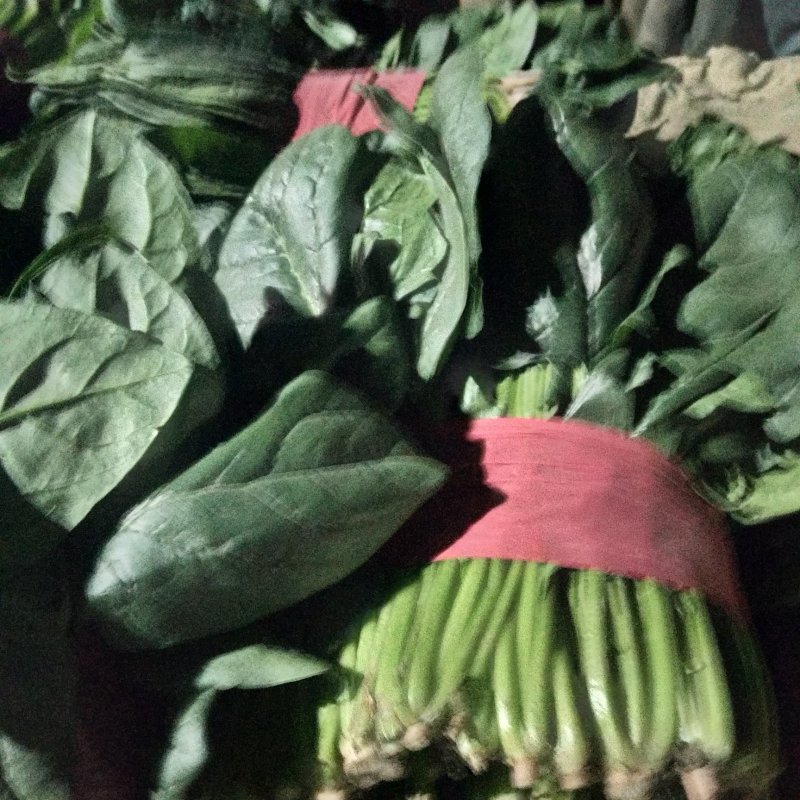 山东大叶菠菜精品菠菜产地批发价格便宜一条龙服务