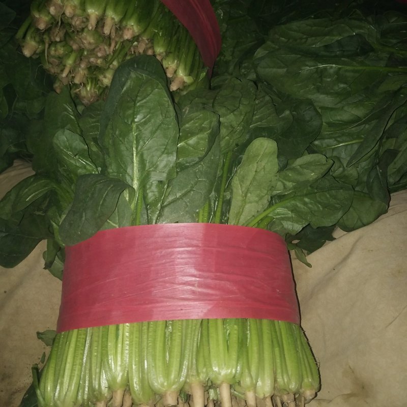 山东大叶菠菜精品菠菜产地批发价格便宜一条龙服务