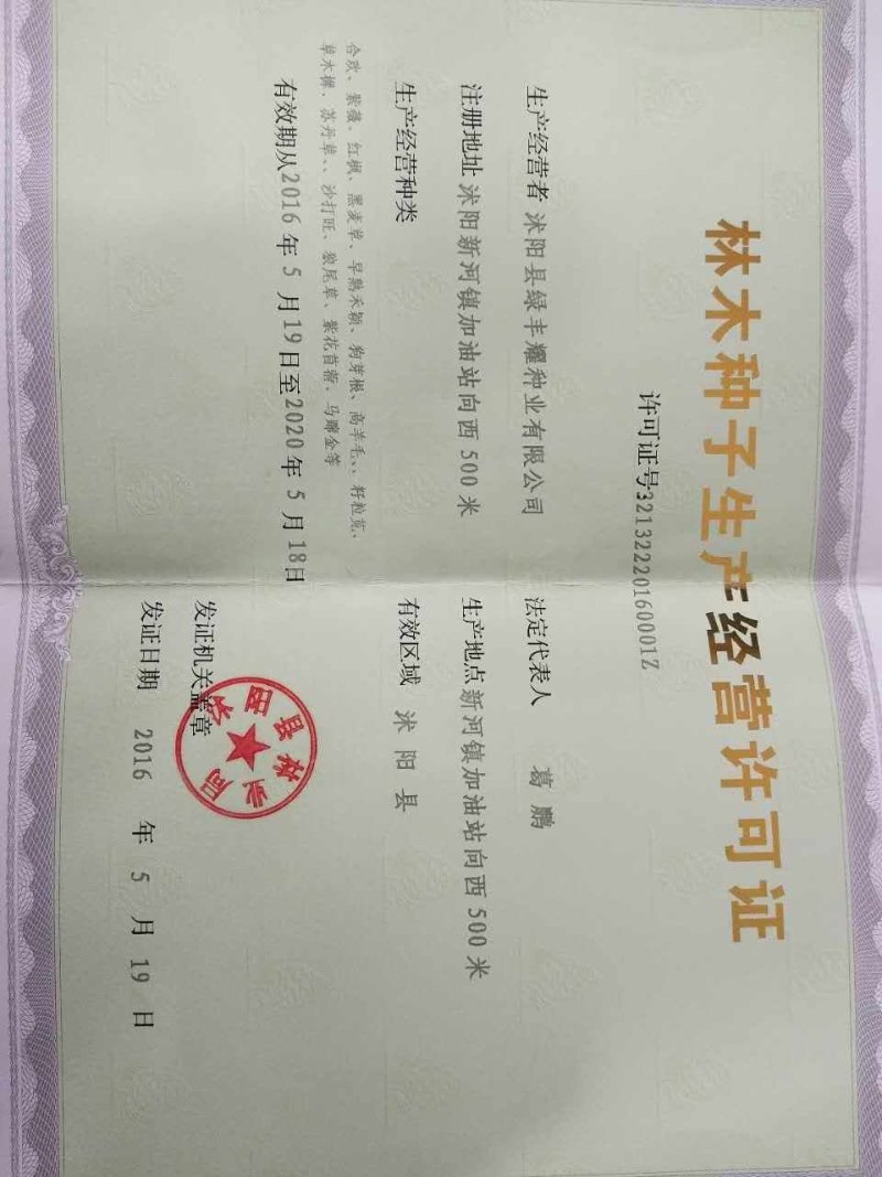 韭菜种子高产老口味