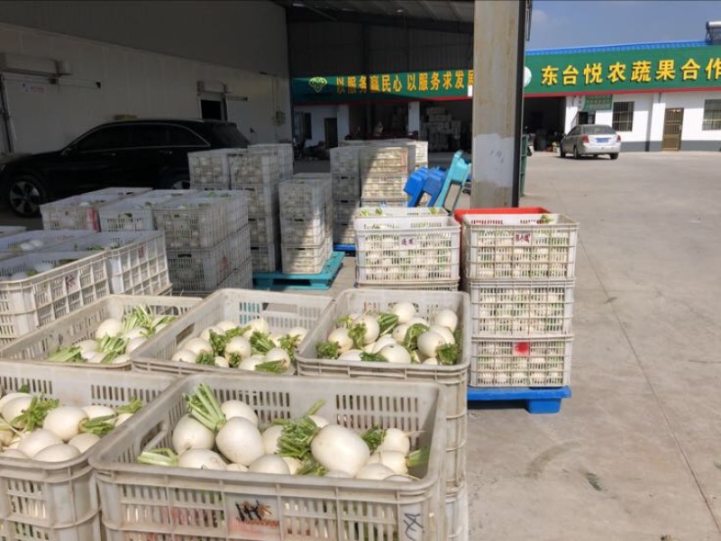 白萝卜-市场精品、酱厂罗卜可分等级，单位经营诚信可靠
