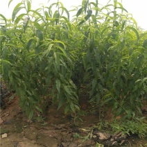 红不软桃苗红不软桃树苗口感脆甜保证品种纯度可实地考察