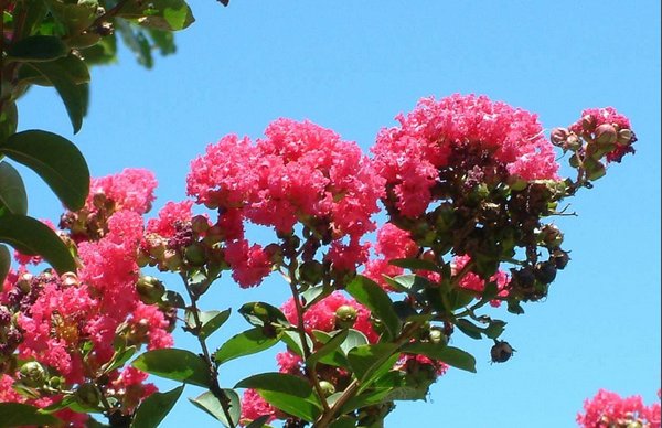 成熟蔷薇果特写