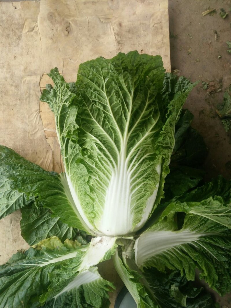 大白菜