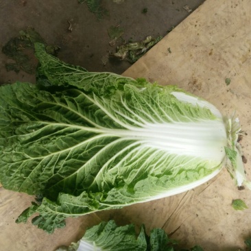 大白菜