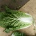 大白菜