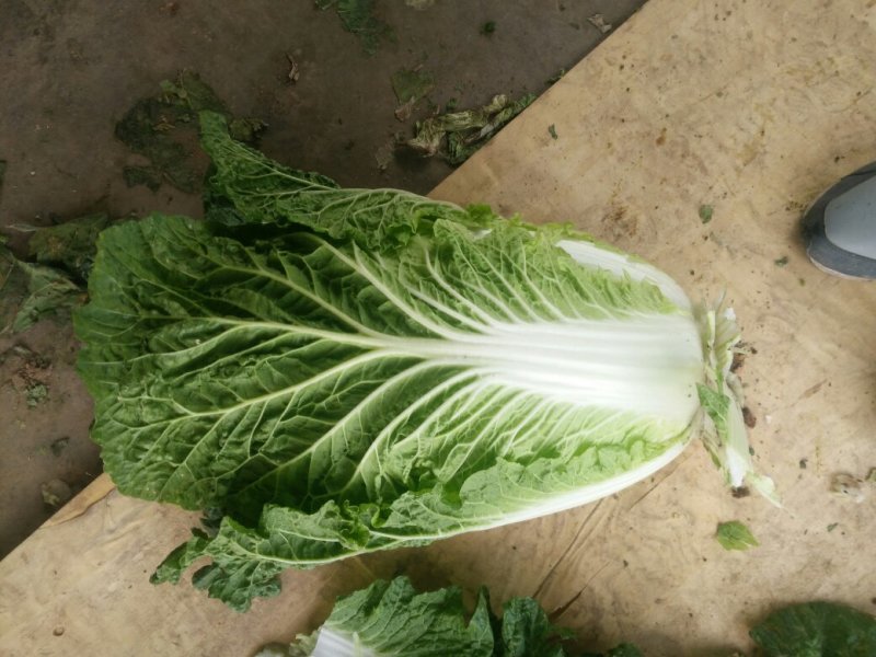 大白菜