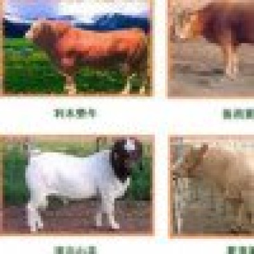 波尔山羊出栏开始销售保证质量免费运输量大优惠