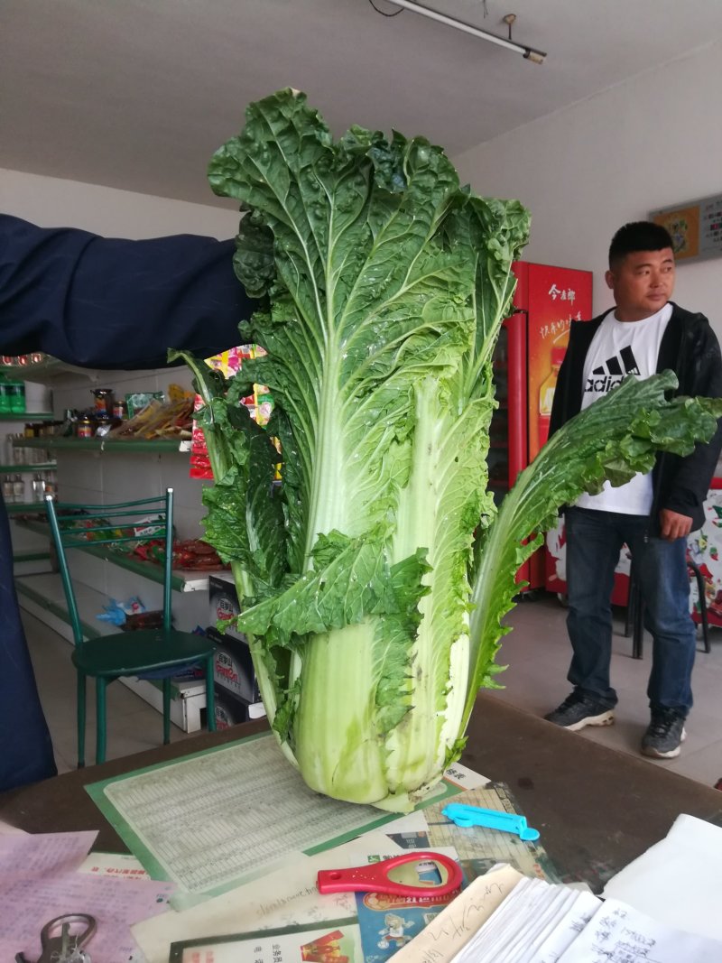青麻叶和刨头白