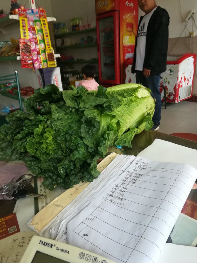 青麻叶和刨头白