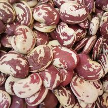 山地王荷包豆，口感最佳的一个品种
