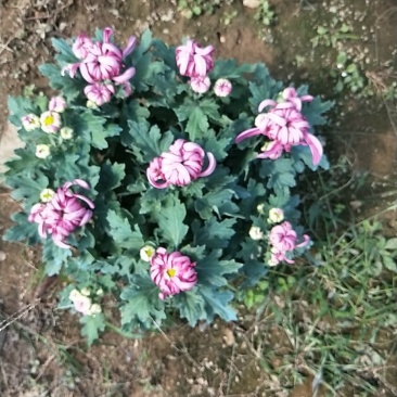 菊花