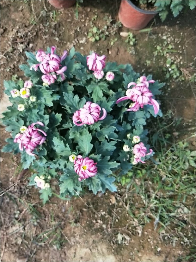 菊花