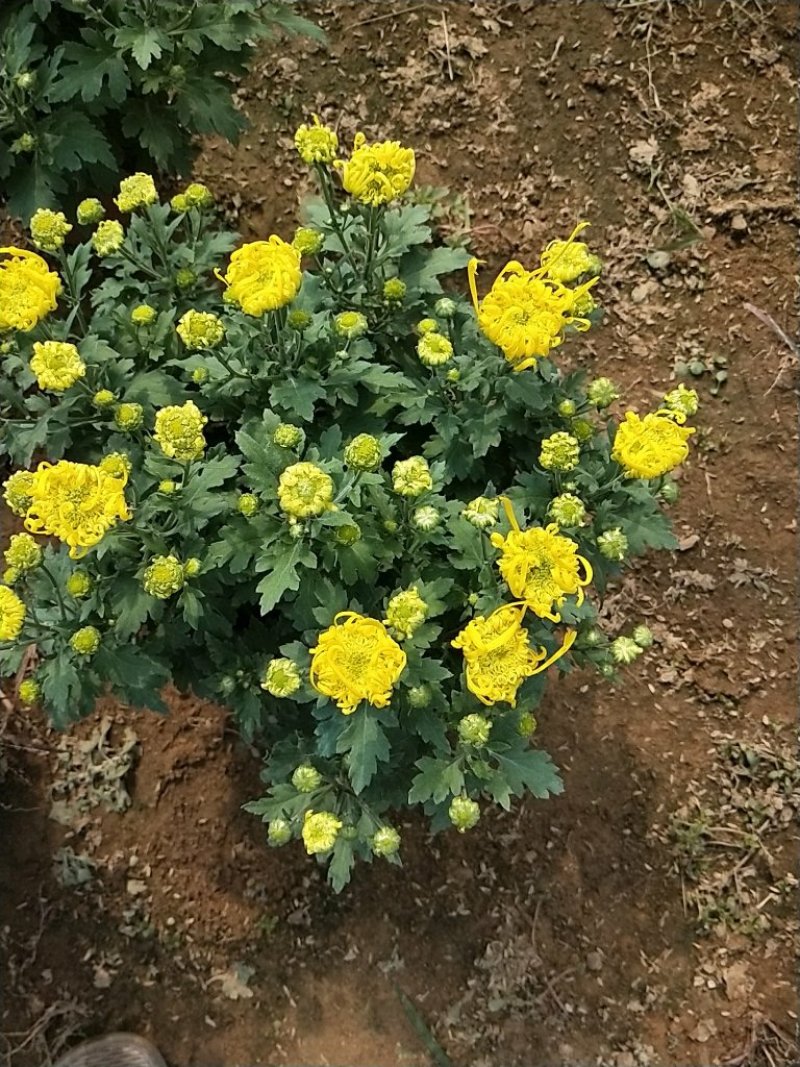 菊花