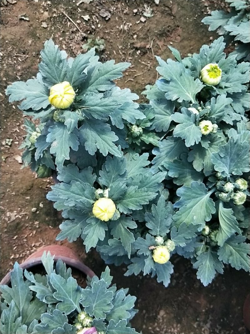 菊花