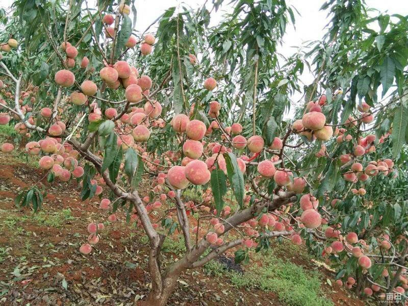 冬桃苗冬桃树苗晚熟品种口感脆甜多汁产量高保证质量