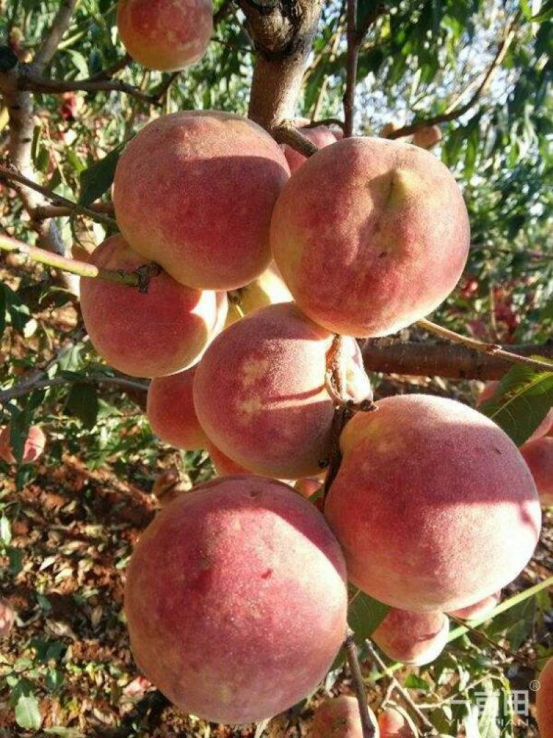 冬桃苗冬桃树苗晚熟品种口感脆甜多汁产量高保证质量