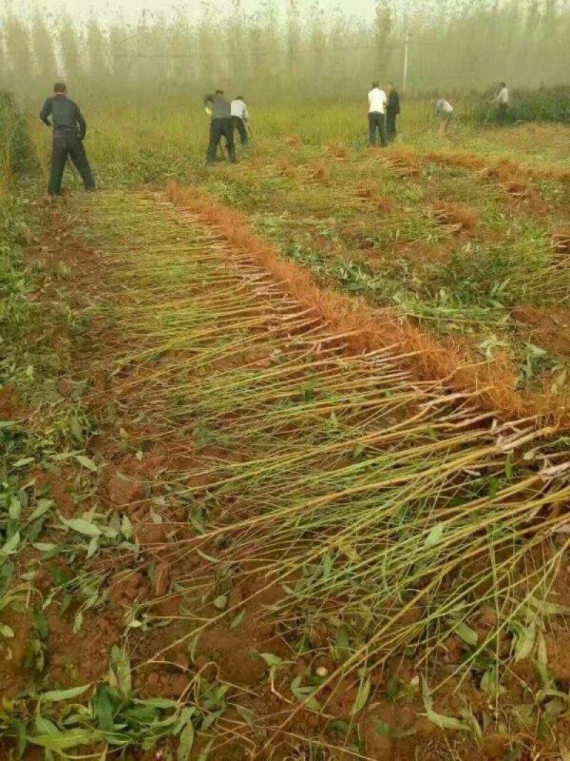 冬桃苗冬桃树苗晚熟品种口感脆甜多汁产量高保证质量