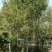 12-----15公分速生白蜡