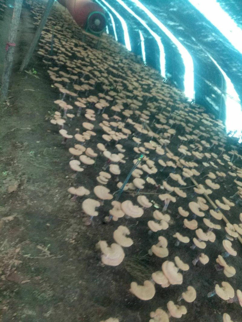 长白山灵芝孢子粉