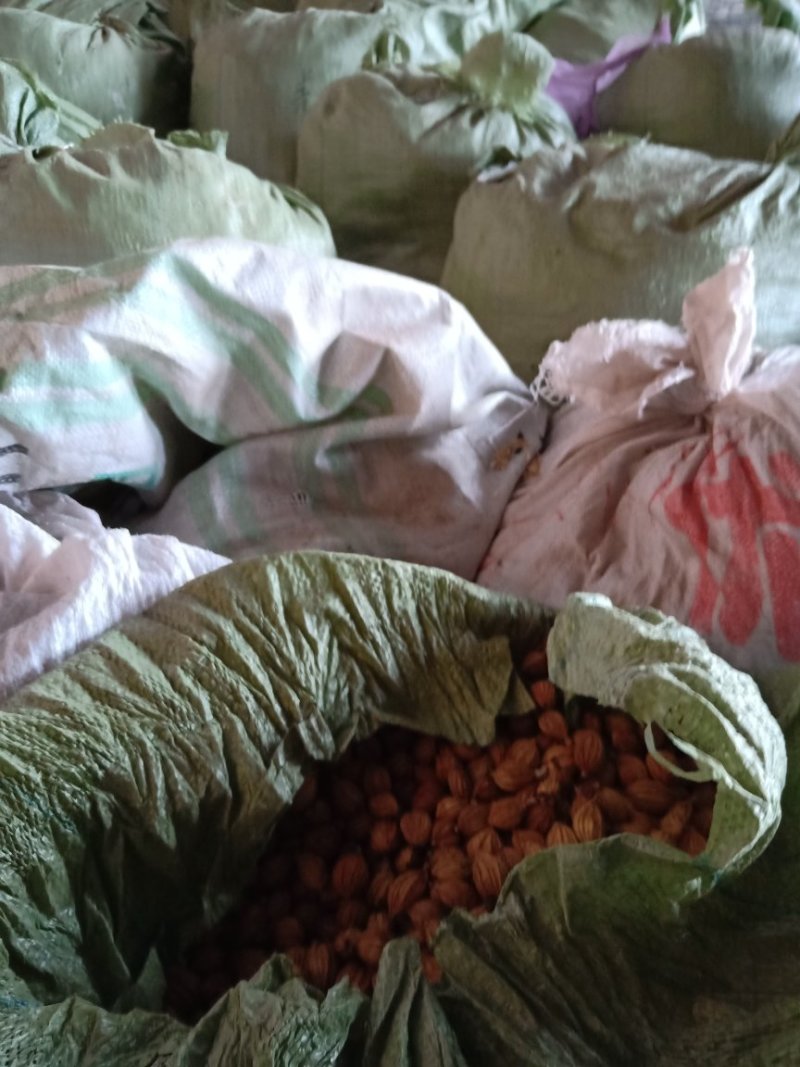 香砂仁
