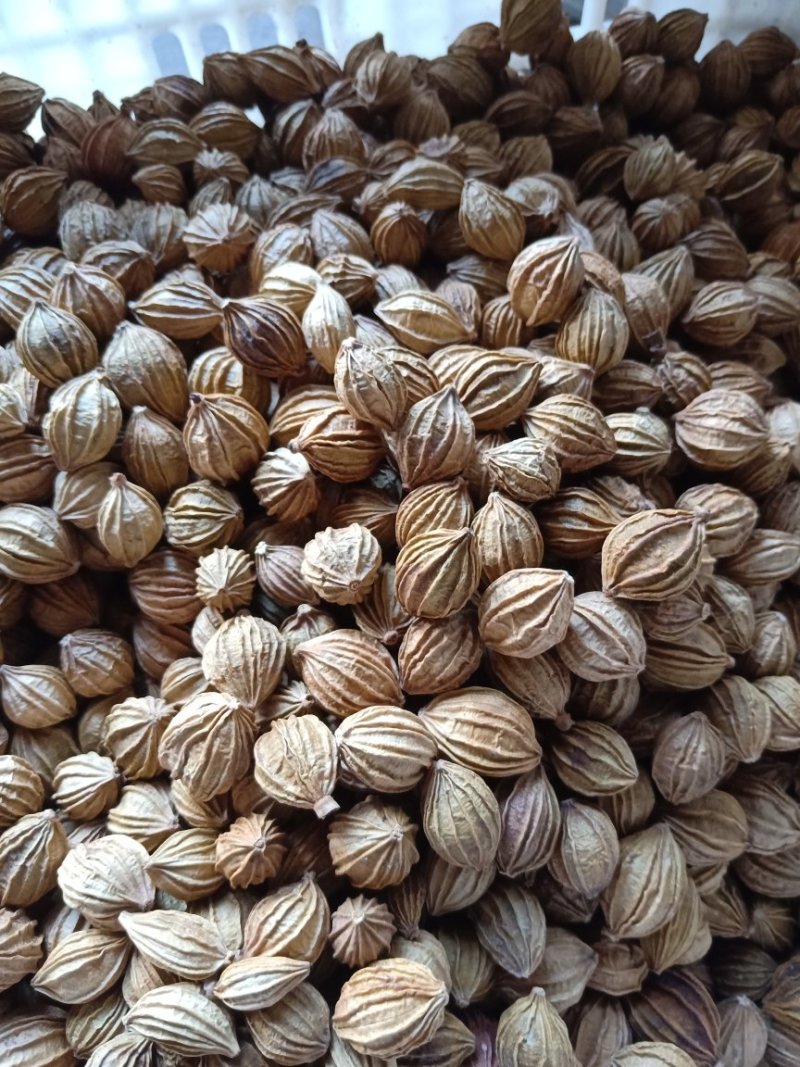 香砂仁