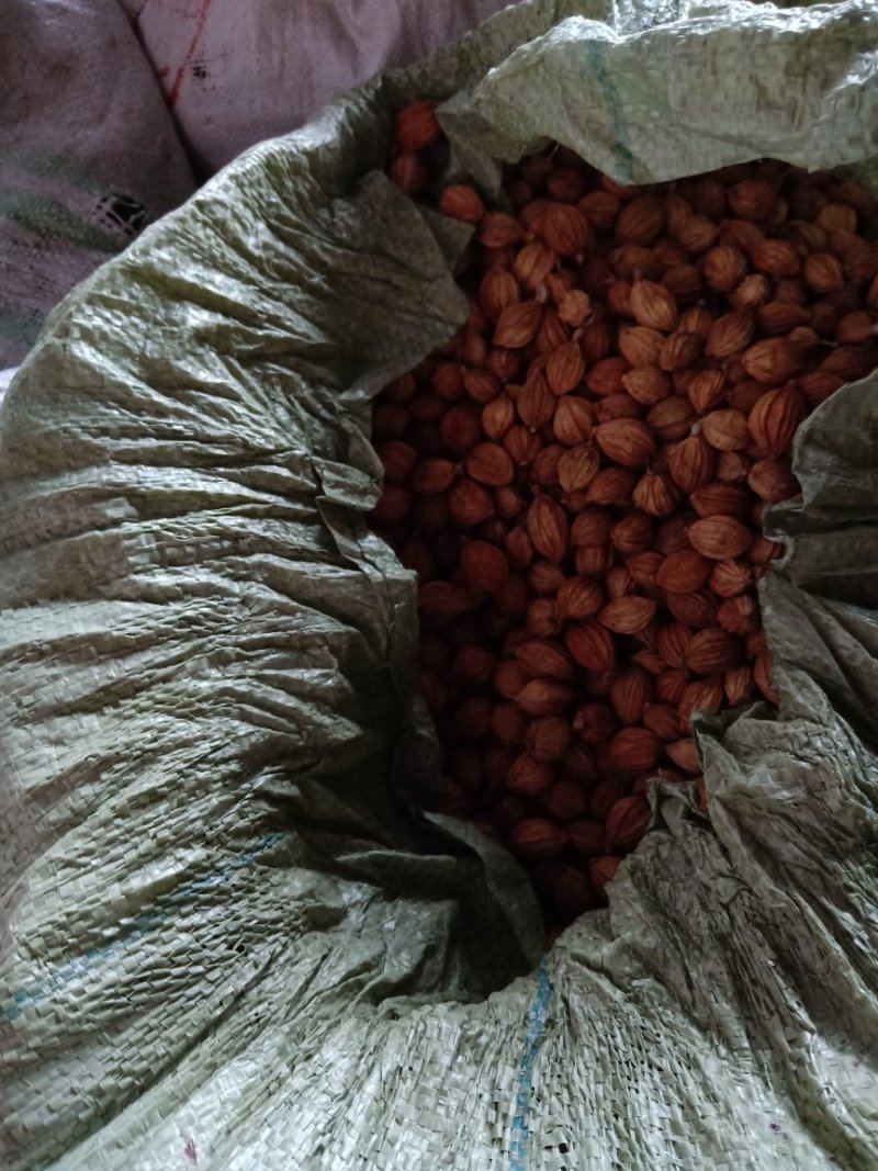 香砂仁