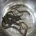 白鳗，花鳗，日本花锦鳗，鳗鲡，各种等等