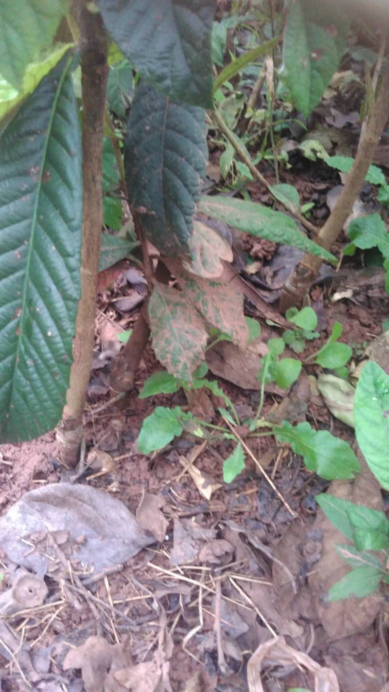 【枇杷苗】大五星枇杷苗自家苗圃种植品质保证欢迎选购