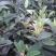 【枇杷苗】大五星枇杷苗自家苗圃种植品质保证欢迎选购